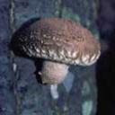 Выращивание грибов - СиитакеШиитаке