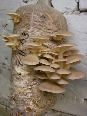 Выращивание грибов - Вешенка, различные виды