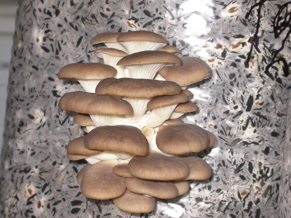 Стволовой способ выращивания грибов вешенки.