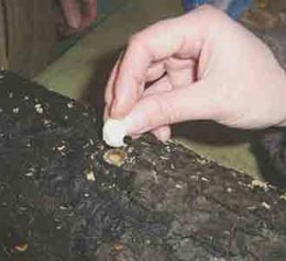 Выращивания грибов на древесных чурках (пеньках)