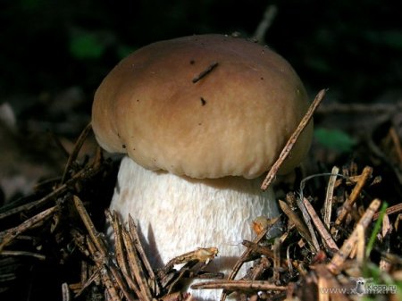 Выращивание белых грибов